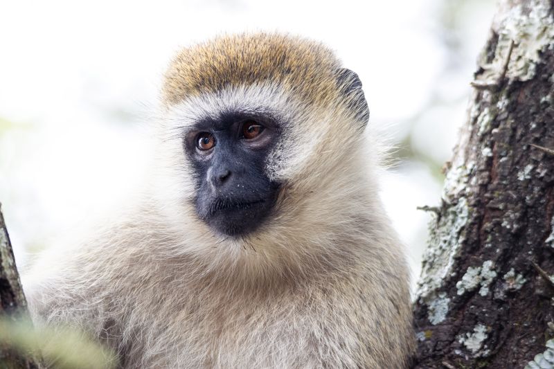 Affe